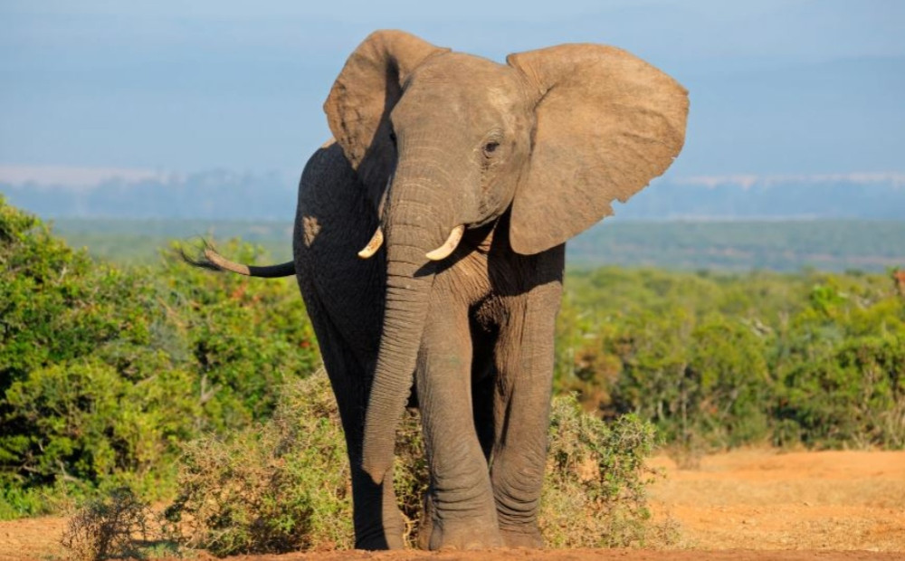Safaris